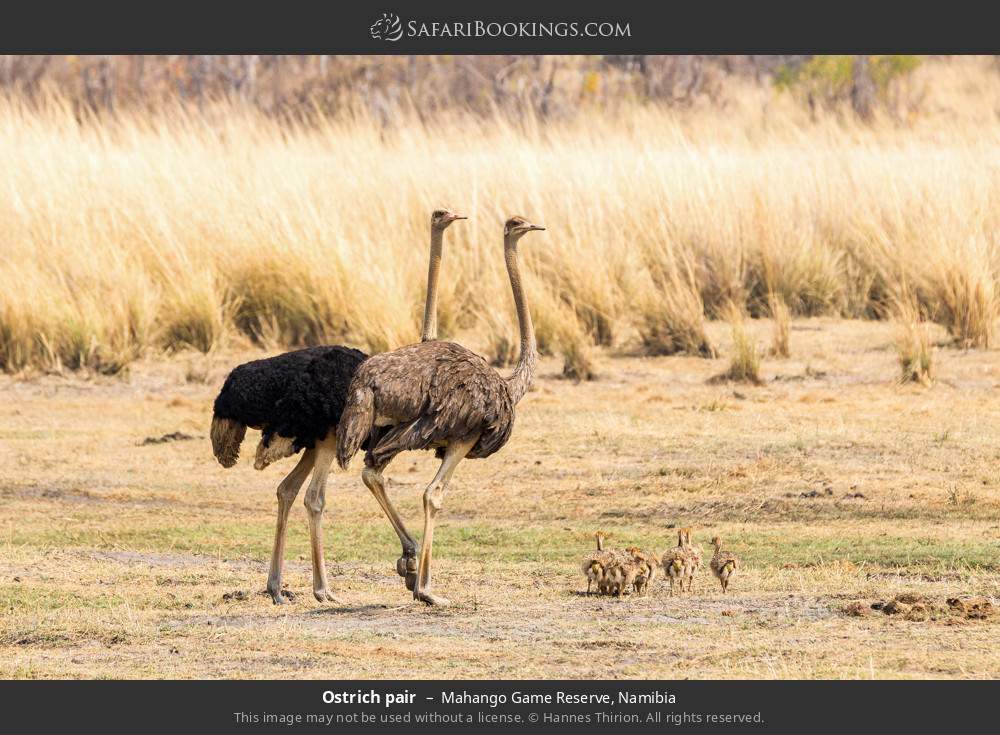 Ostrich pair with young in Mahango Game Reserve, Namibia