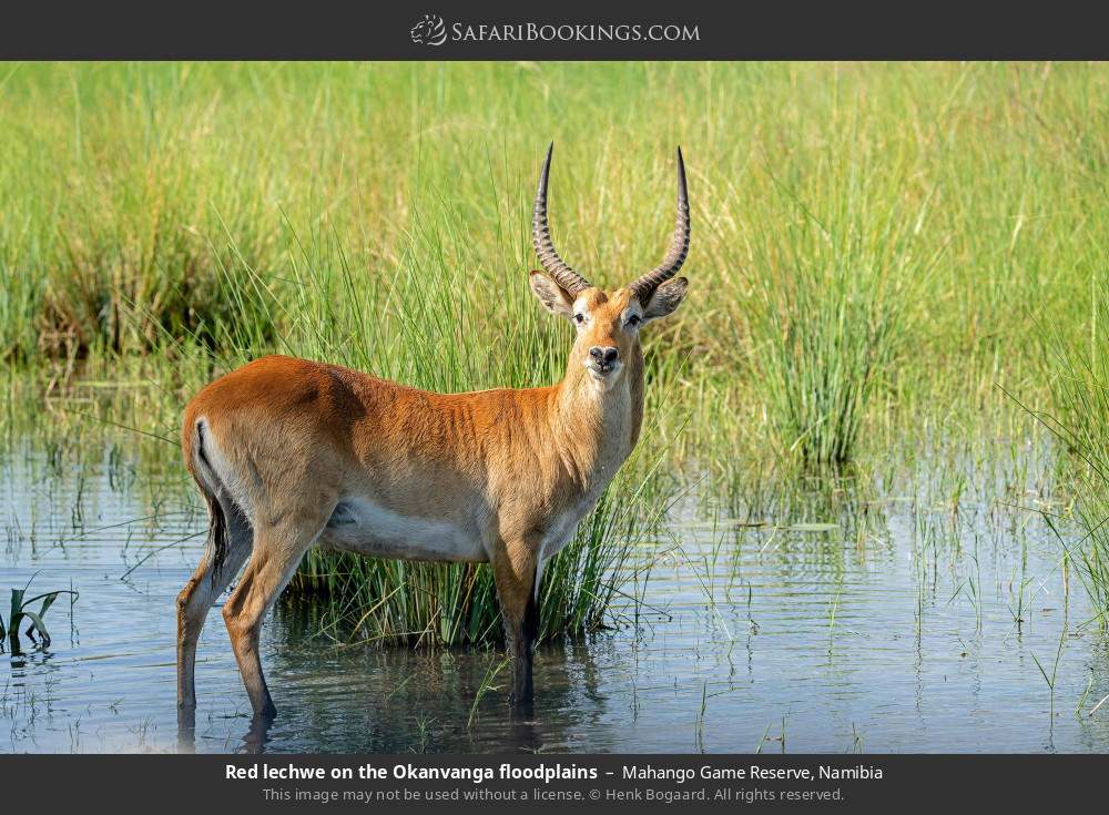 Red lechwe on the Okavango floodplains in Mahango Game Reserve, Namibia
