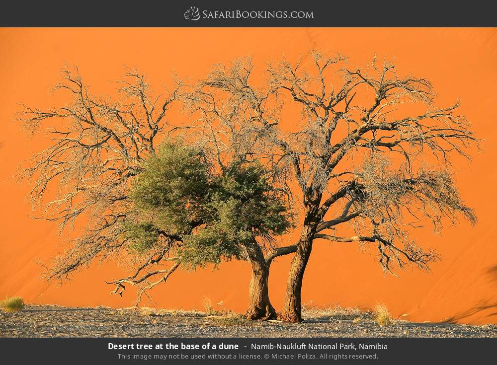 Desert tree at the base of a dune in Namib-Naukluft National Park, Namibia