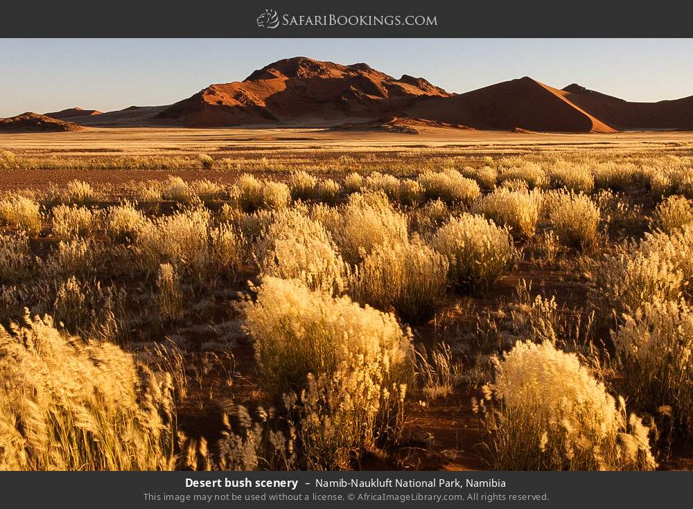 Desert bush scenery in Namib-Naukluft National Park, Namibia