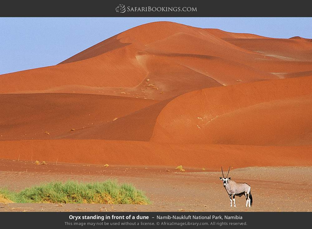 Oryx standing in front of a dune in Namib-Naukluft National Park, Namibia