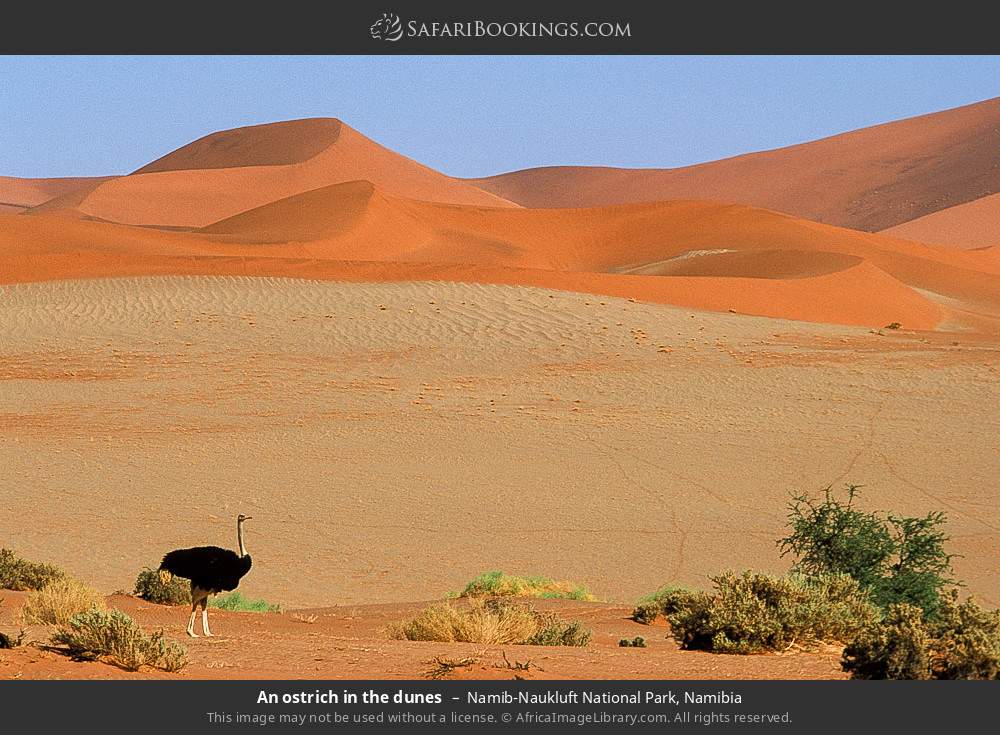 An ostrich in the dunes in Namib-Naukluft National Park, Namibia