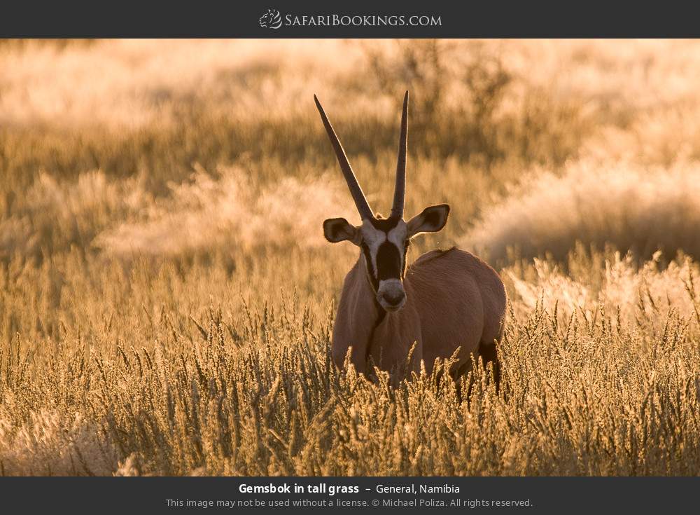 Gemsbok in tall grass in General, Namibia