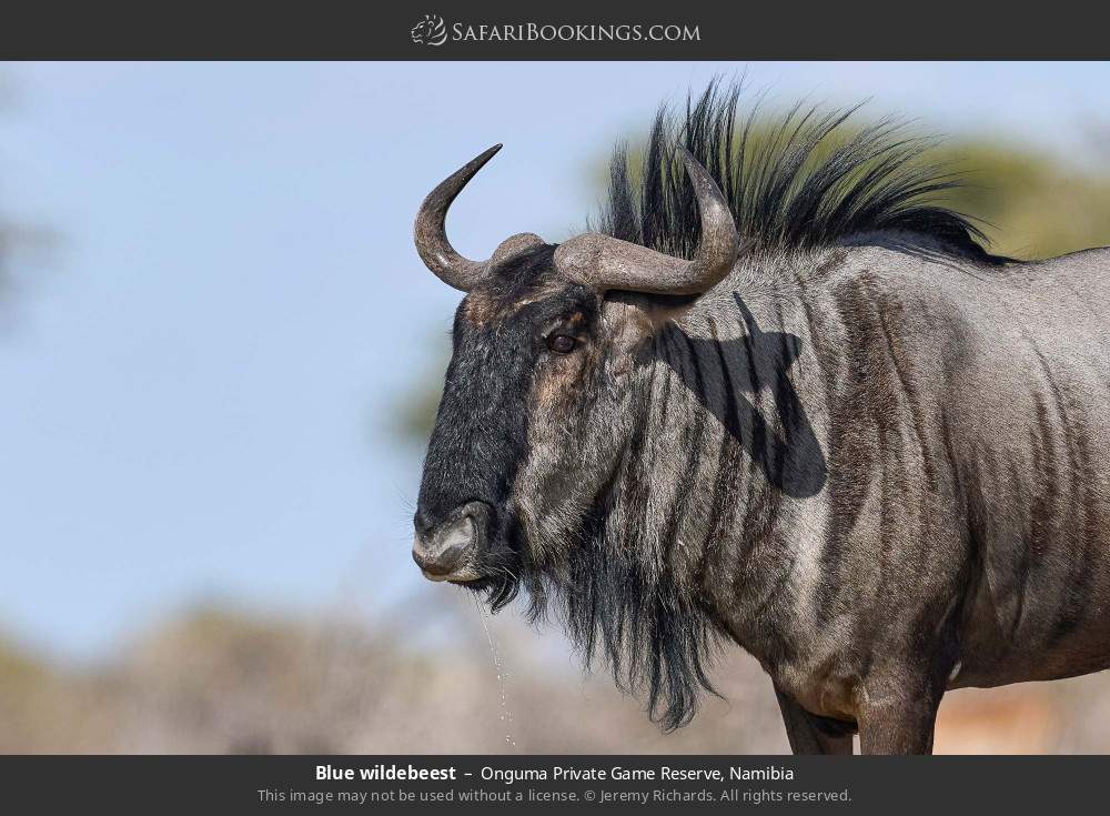 Blue wildebeest in Onguma Private Game Reserve, Namibia