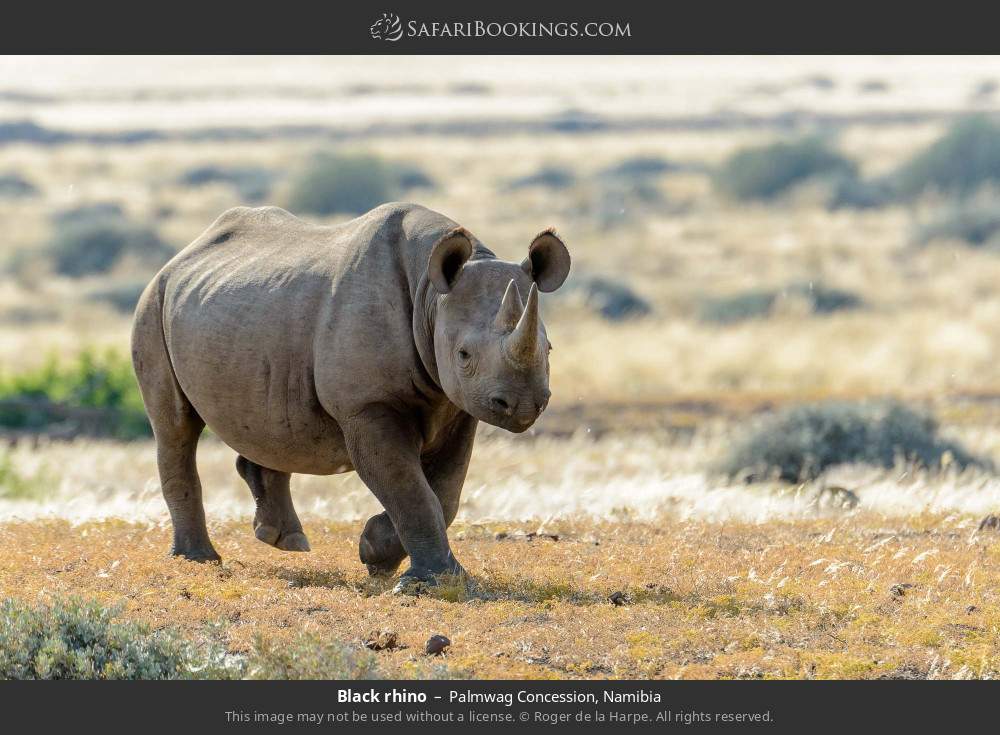 Black rhino, Palmwag Concession in Palmwag Concession, Namibia