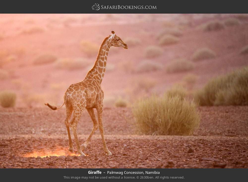 Giraffe in Palmwag Concession, Namibia