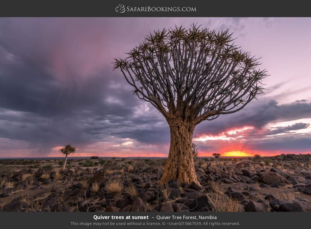Quiver trees at sunset in Quiver Tree Forest, Namibia