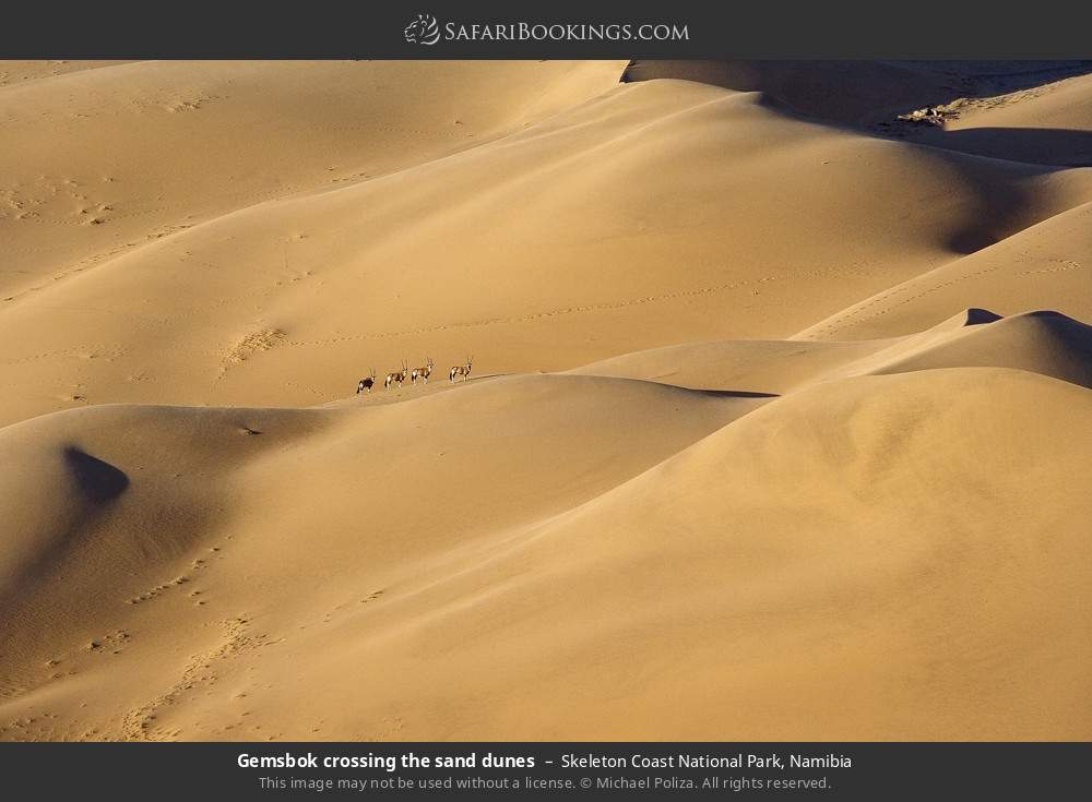 Gemsbok crossing the sand dunes, Skeleton Coast NP in Skeleton Coast National Park, Namibia