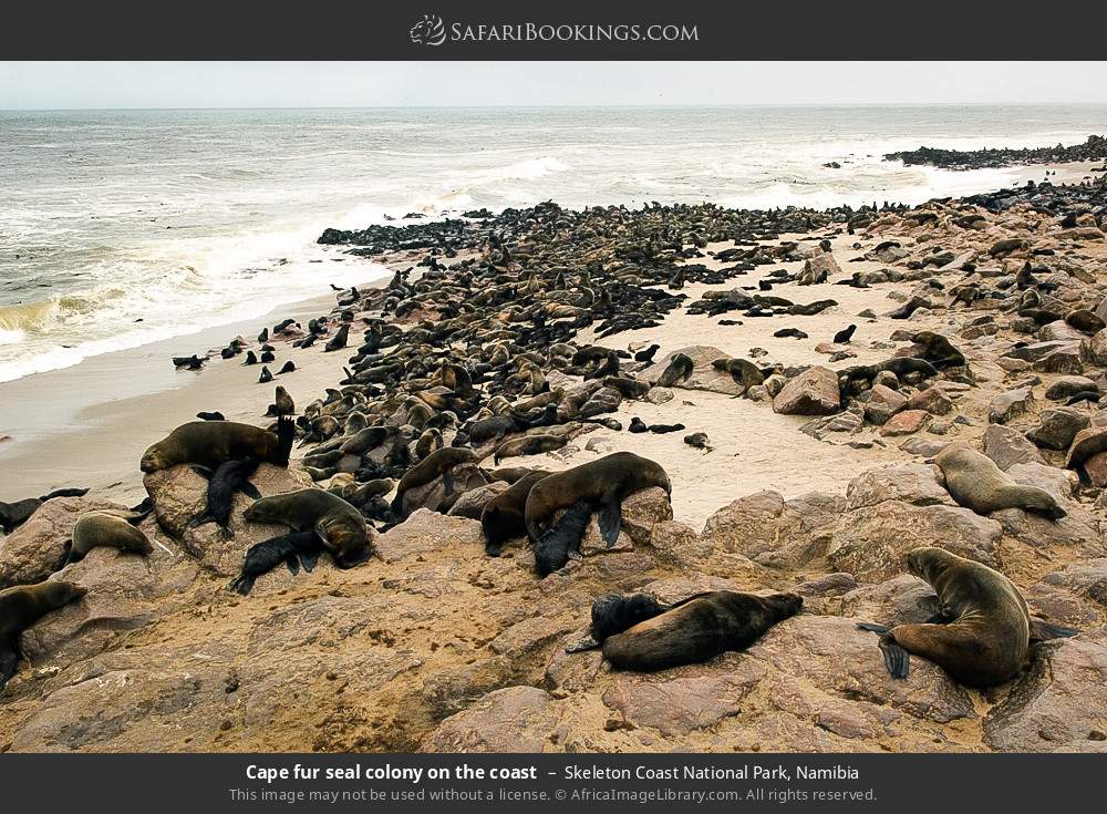 Cape fur seal colony on the coast in Skeleton Coast National Park, Namibia