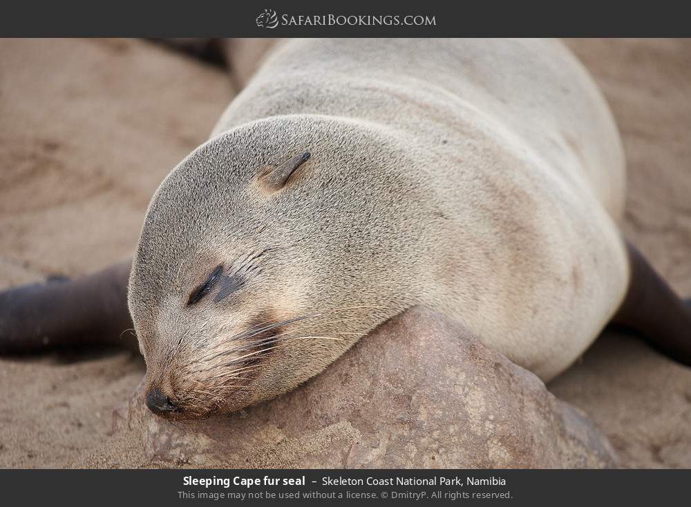 Sleeping Cape fur seal in Skeleton Coast National Park, Namibia