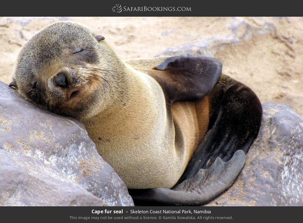 Cape fur seal in Skeleton Coast National Park, Namibia