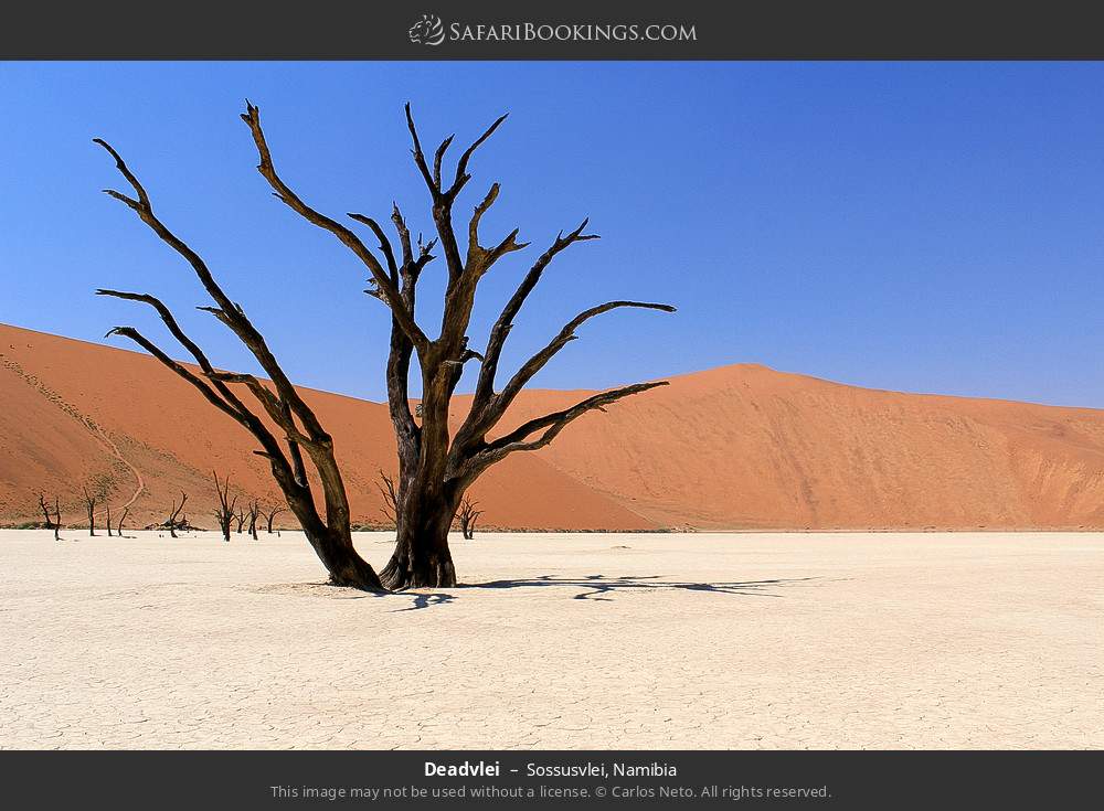 Deadvlei landscape in Sossusvlei, Namibia