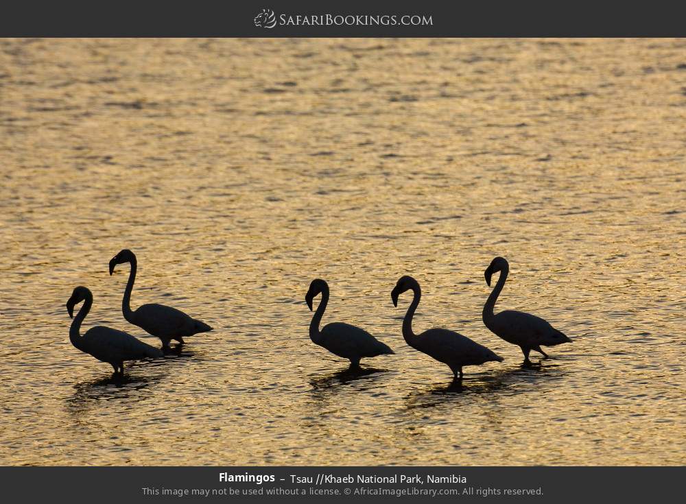Flamingos in Tsau //Khaeb National Park, Namibia