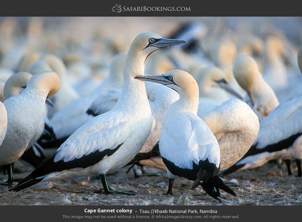Cape Gannet colony in Tsau //Khaeb National Park, Namibia