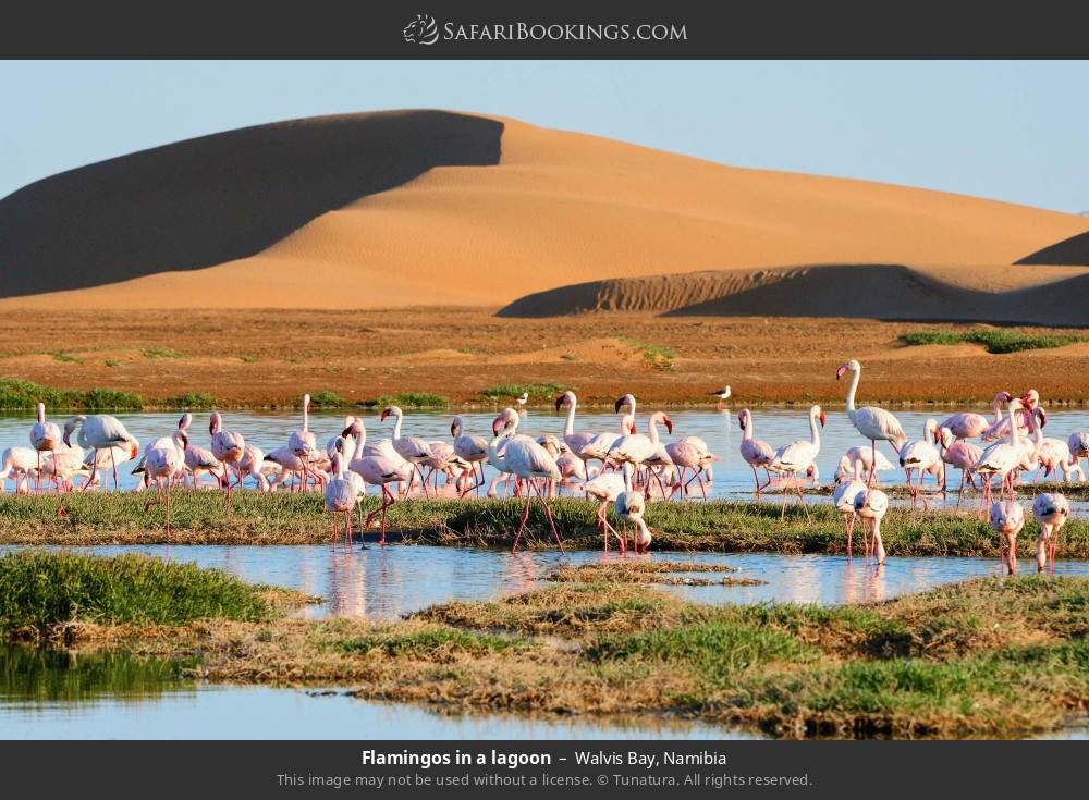 Flamingos in a lagoon, Walvis Bay in Walvis Bay, Namibia