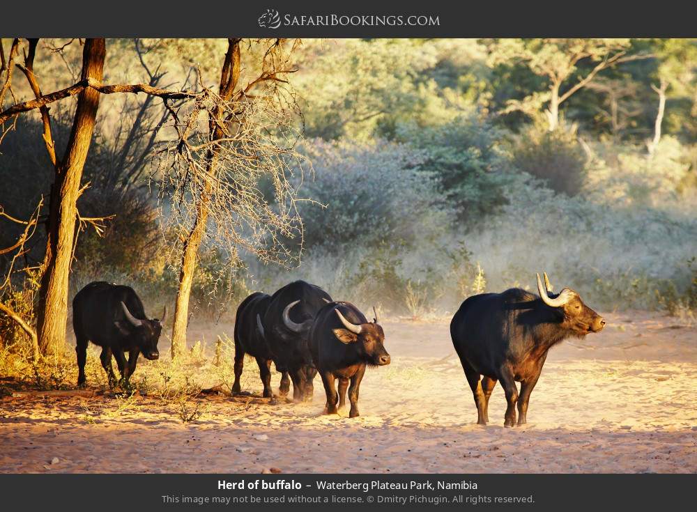 Herd of buffalo in Waterberg Plateau Park, Namibia
