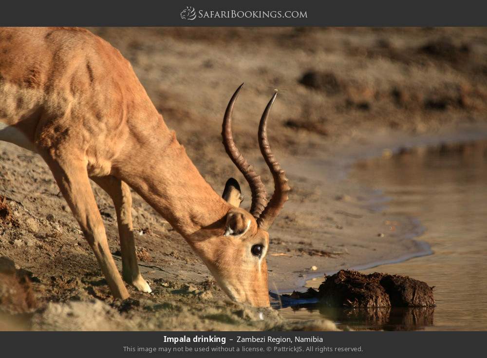 Impala drinking in Zambezi Region, Namibia