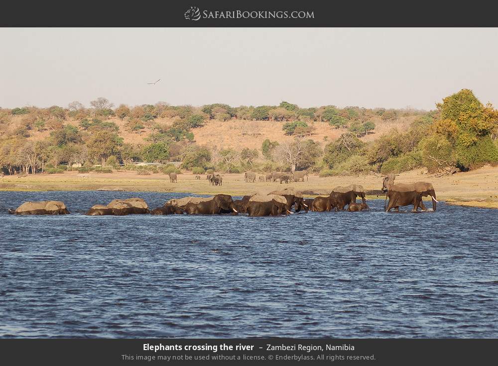 Elephants crossing the river in Zambezi Region, Namibia