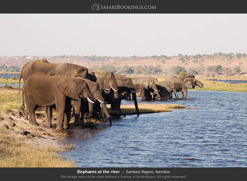 Elephants at the river, Zambezi Region in Zambezi Region, Namibia