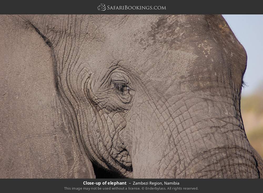 Close-up of elephant in Zambezi Region, Namibia