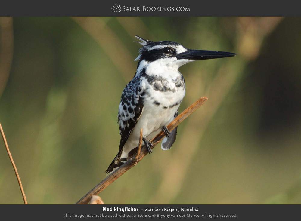 Pied kingfisher in Zambezi Region, Namibia