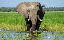 Mahango Game Reserve