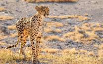 Onguma Private Game Reserve