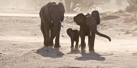 10-Day Namibia-Dunes, Skeleton Coast, Etosha & Leopards