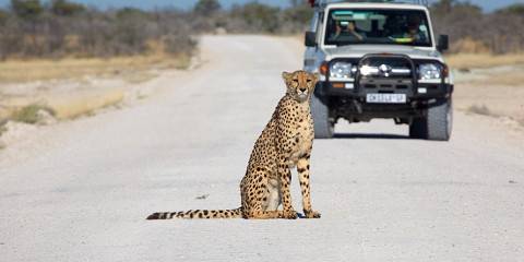 Well Balanced Namibian Highlights (Self-Drive)