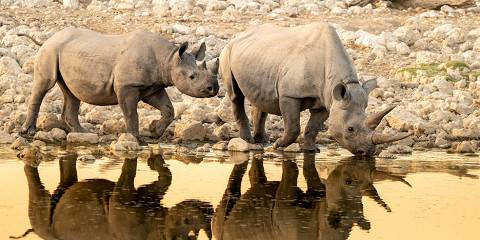 7-Day Solitaire, Sossusvlei, Walvis Bay & Etosha -Guided