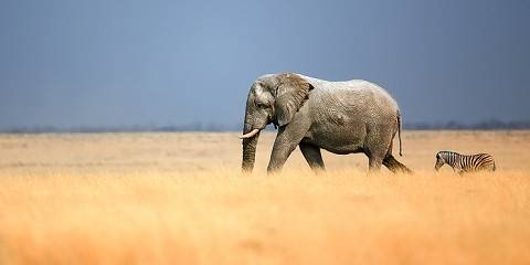 7-Day Premier Namibian Fly-in Safari