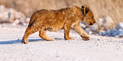 6-Day Etosha, Swakopmund & Sossusvlei Classic Tour