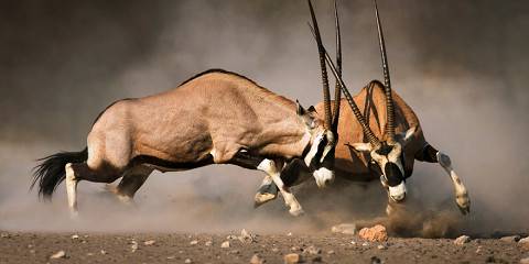 Etosha National Park-Wildlife Immersion Safari