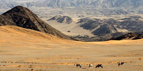 Four Country Safari Tour