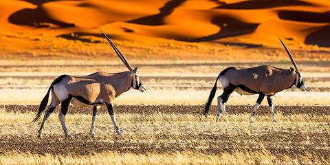 7-Day Namibia Desert, Dune & Wildlife Fly-in Safari