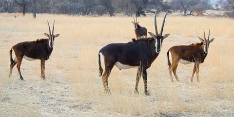 Windhoek Wildlife & City Adventure with Lunch