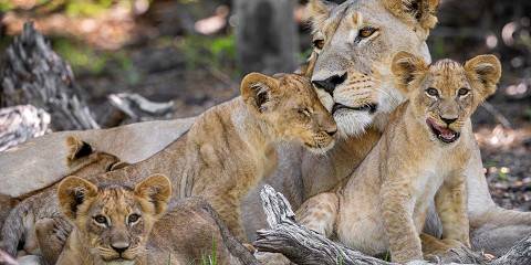 Big Cat & Calving Safari (Green Season)