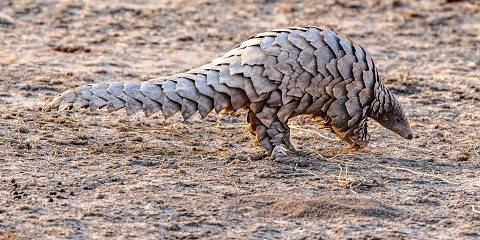 11-Day Namibia Wildlife & Pangolin Journey