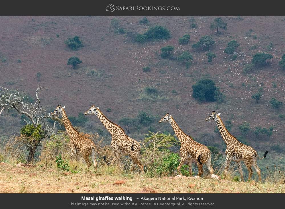 Masai giraffes walking in Akagera National Park, Rwanda