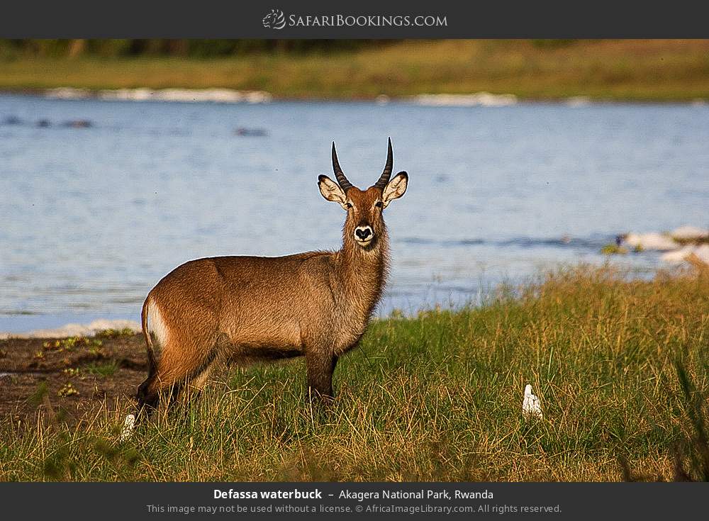 Defassa waterbuck in Akagera National Park, Rwanda