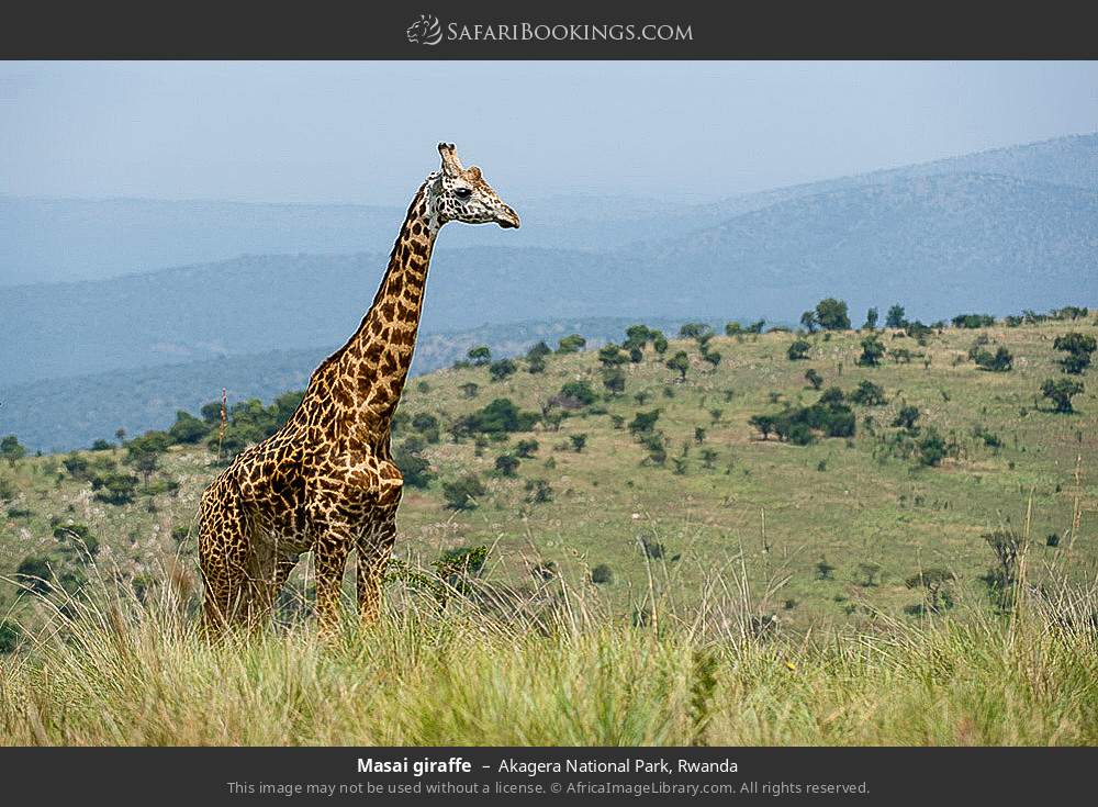 Masai giraffe in Akagera National Park, Rwanda