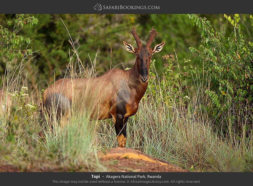 Topi in Akagera National Park, Rwanda