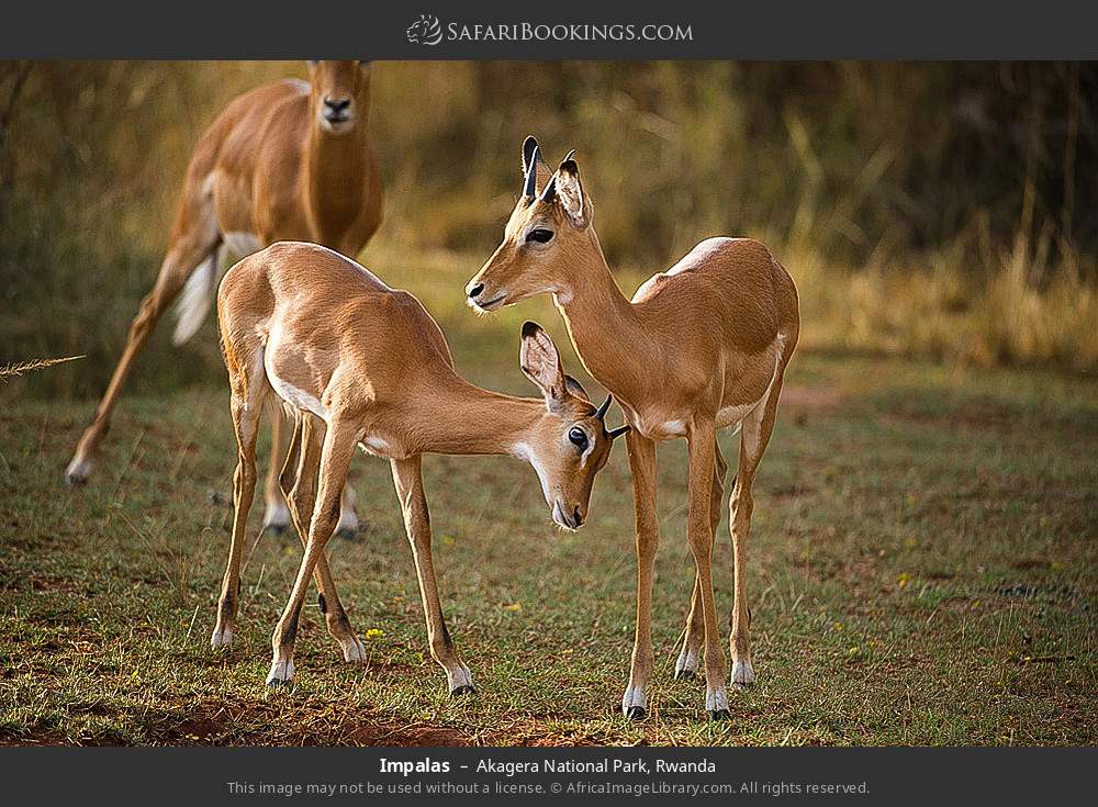 Impala in Akagera National Park, Rwanda