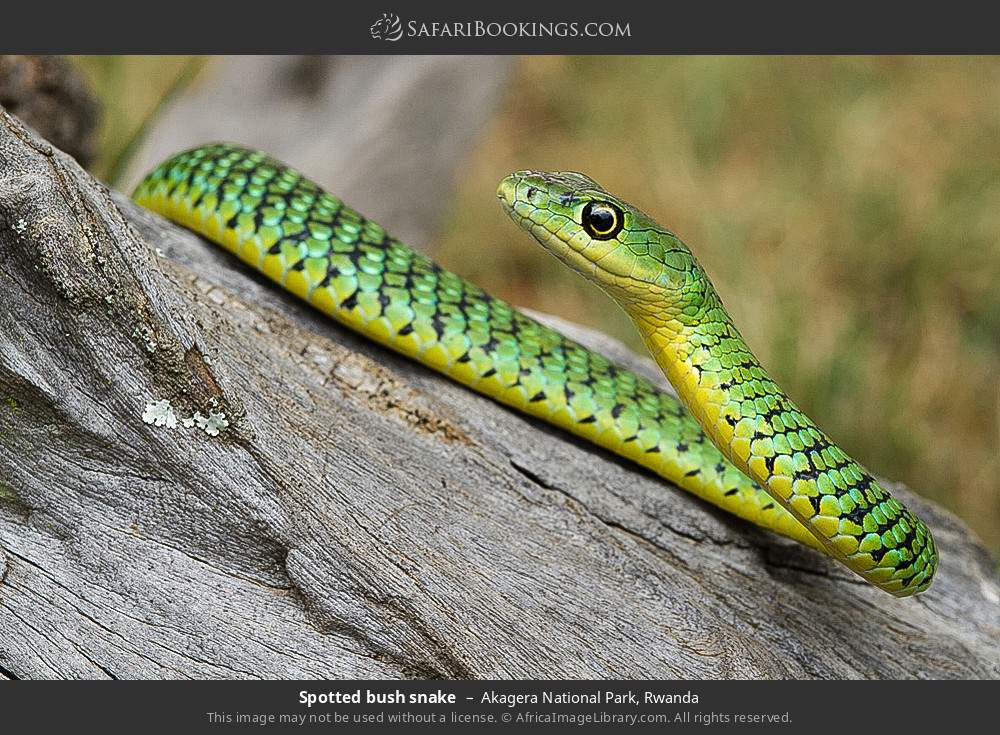 Spotted bush snake in Akagera National Park, Rwanda