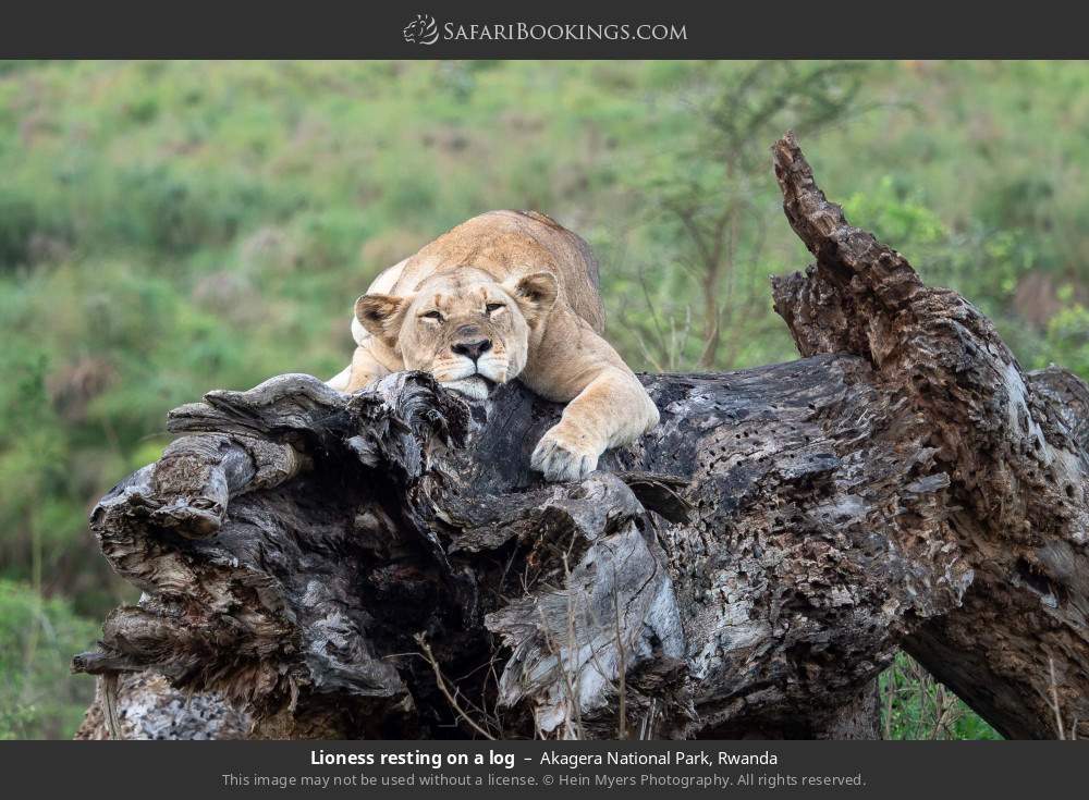 Lioness resting on a log in Akagera National Park, Rwanda