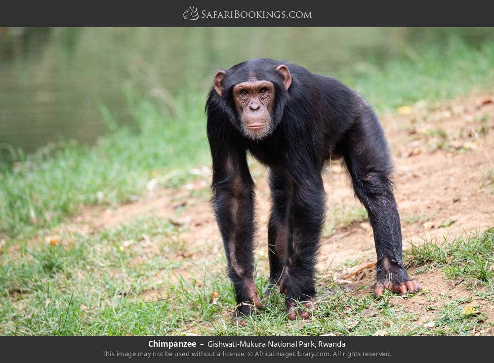 Chimpanzee in Gishwati-Mukura National Park, Rwanda
