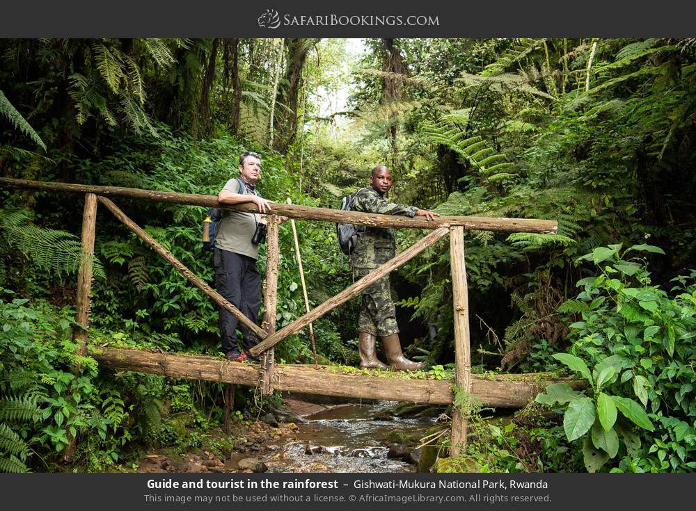 Guide and visitor in the rainforest in Gishwati-Mukura National Park, Rwanda