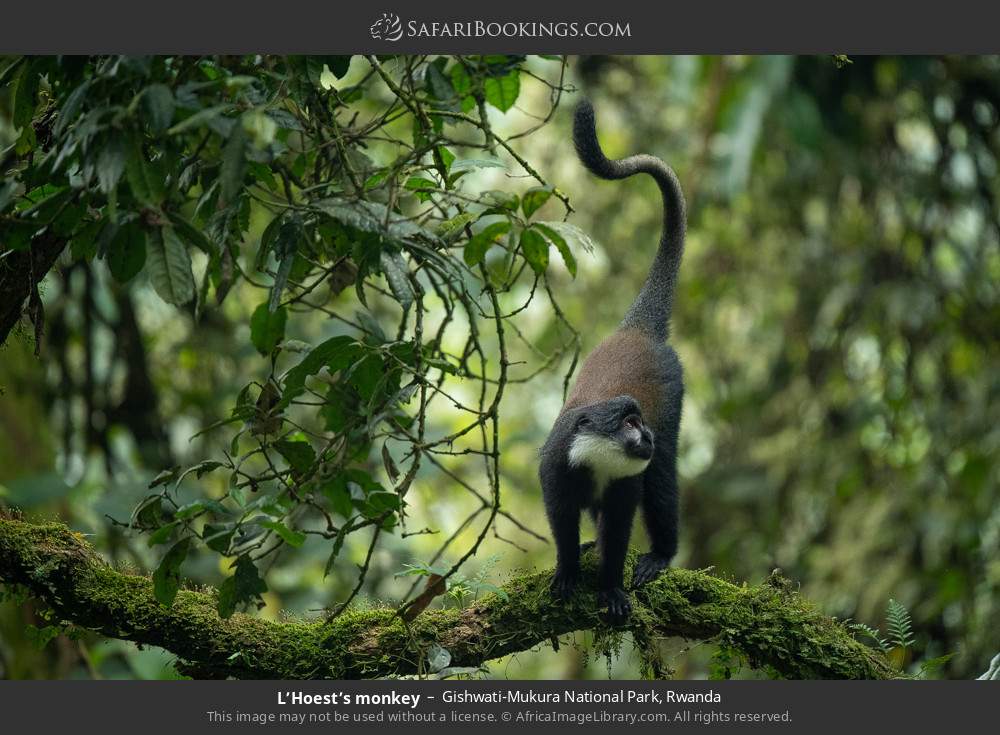 L’Hoest’s monkey in Gishwati-Mukura National Park, Rwanda