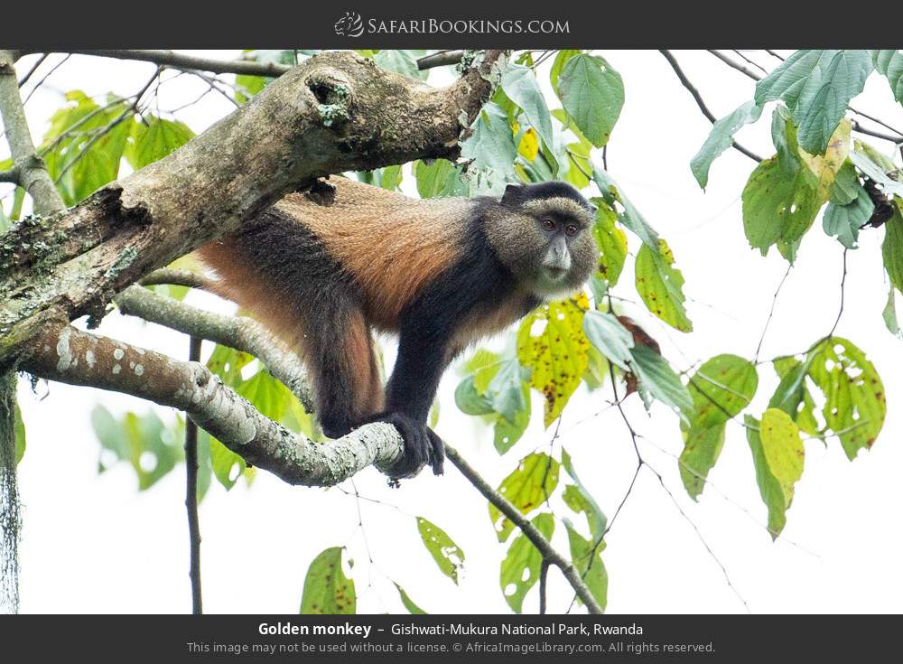 Golden monkey in Gishwati-Mukura National Park, Rwanda