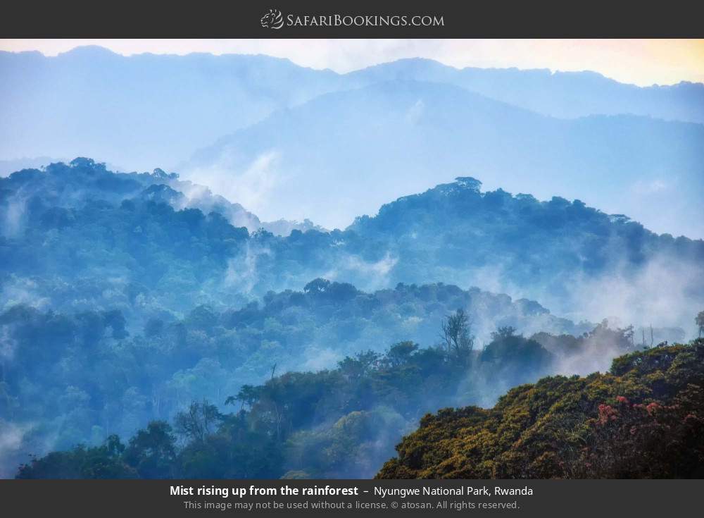 Mist rising up from the rainforest in Nyungwe NP in Nyungwe National Park, Rwanda